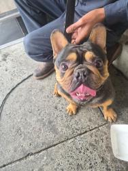 Found/Stray Unknown Dog last seen Lucky 7 Supermarket , San Jose, CA 95122