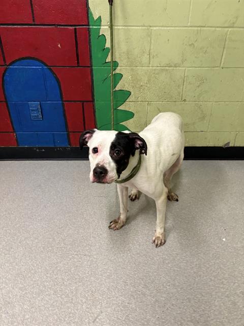 Shelter Stray Female Dog last seen Near , Indianapolis, IN 46221