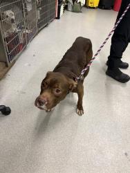 Shelter Stray Male Dog last seen Near , Indianapolis, IN 46221