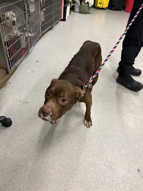 Shelter Stray Male Dog last seen Near , Indianapolis, IN 46221