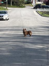 Found/Stray Unknown Dog last seen Marmion ave , Worcester, MA 01606