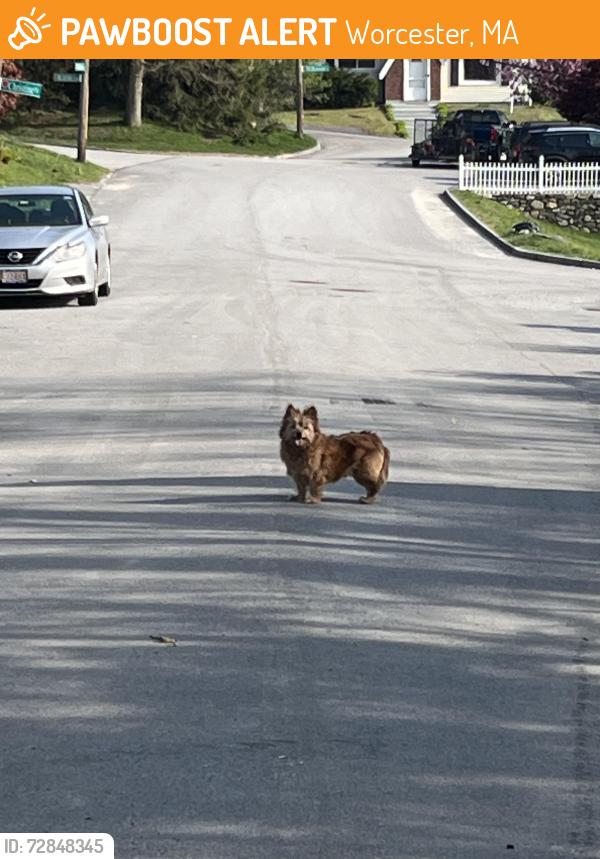 Found/Stray Unknown Dog last seen Marmion ave , Worcester, MA 01606