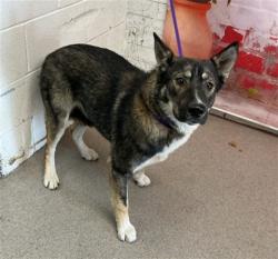 Shelter Stray Female Dog last seen RIALTO AND L ST, San Bernardino, CA 92401