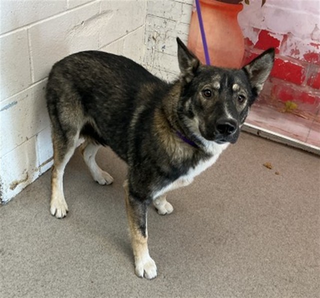 Shelter Stray Female Dog last seen RIALTO AND L ST, San Bernardino, CA 92401