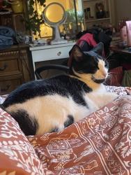 Reunited Male Cat last seen Pickwick flts apmts, Jacksonville, FL 32257