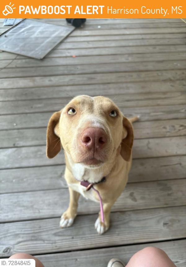 Found/Stray Female Dog last seen W wortham rd saucier, MS, Harrison County, MS 39574