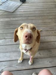 Found/Stray Female Dog last seen W wortham rd saucier, MS, Harrison County, MS 39574