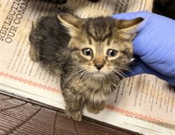 Shelter Stray Female Cat last seen , 14409 Vanowen St, Van Nuys, CA 91405, USA