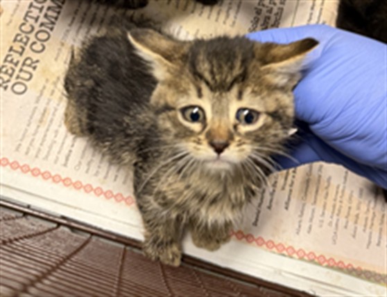 Shelter Stray Female Cat last seen , 14409 Vanowen St, Van Nuys, CA 91405, USA