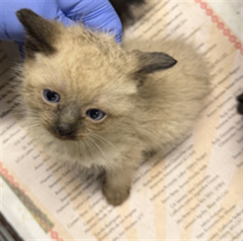 Shelter Stray Female Cat last seen , 14409 Vanowen St, Van Nuys, CA 91405, USA