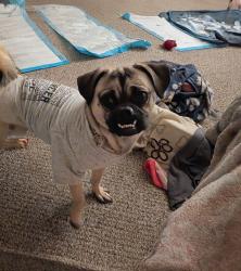 Lost Female Dog last seen By the police head headquarters., Frederick, MD 21701