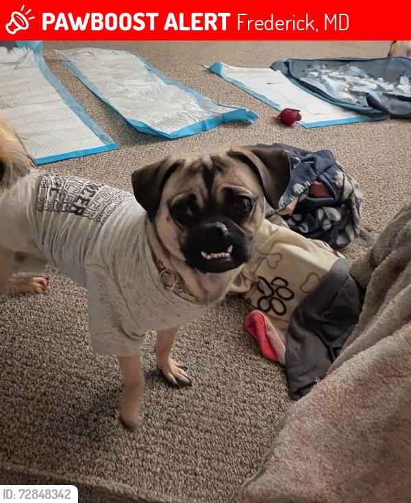 Lost Female Dog last seen By the police head headquarters., Frederick, MD 21701