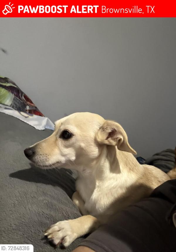 Lost Female Dog last seen Janet lane on Dana road, Brownsville, TX 78526