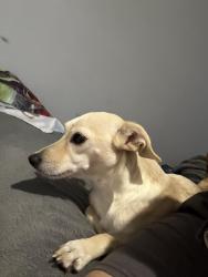 Lost Female Dog last seen Janet lane on Dana road, Brownsville, TX 78526
