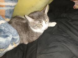 Lost Female Cat last seen Haltom middle school , Haltom City, TX 76117