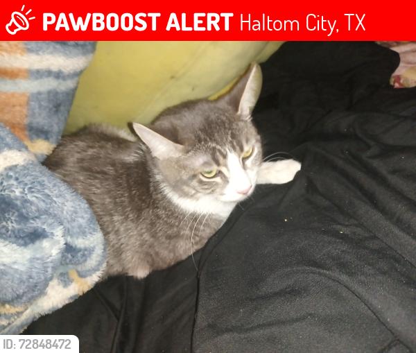 Lost Female Cat last seen Haltom middle school , Haltom City, TX 76117