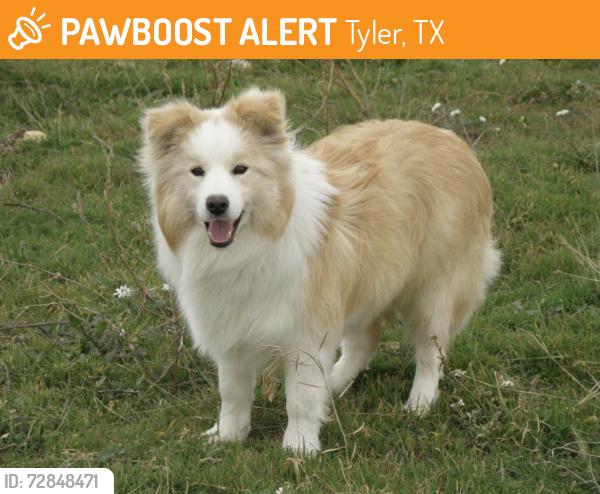 Found/Stray Unknown Dog last seen In woods behind hse along Market Square Blvd, Tyler, TX 75703