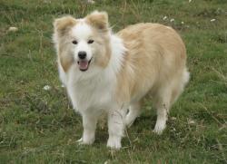 Found/Stray Unknown Dog last seen In woods behind hse along Market Square Blvd, Tyler, TX 75703