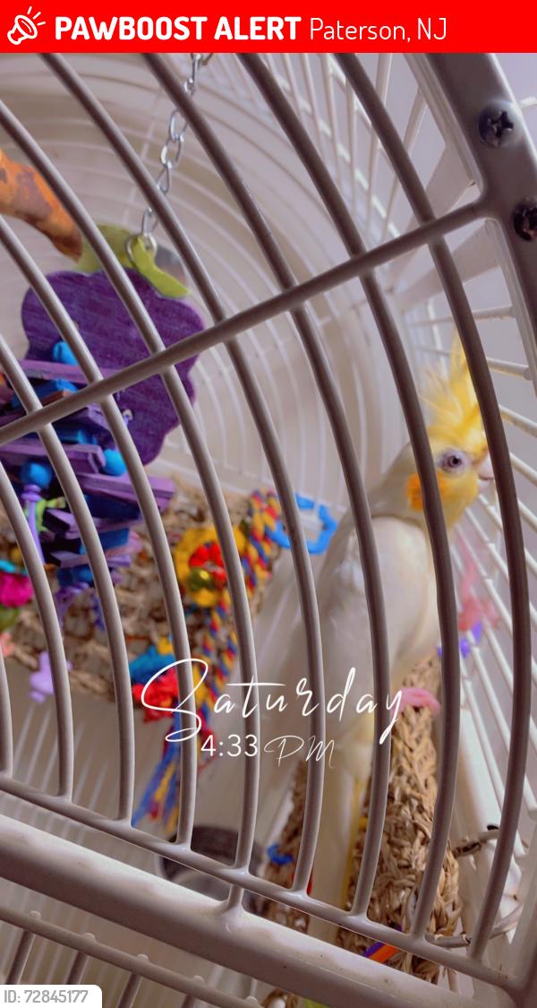 Lost Female Bird last seen Near Kearny street Paterson nj, Paterson, NJ 07502