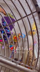Lost Female Bird last seen Near Kearny street Paterson nj, Paterson, NJ 07502