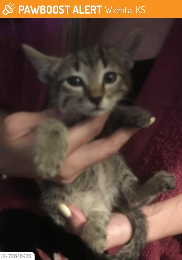 Found/Stray Unknown Cat last seen 31st and exchange close to 31st and south Seneca area, Wichita, KS 67217