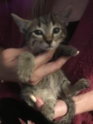 Found/Stray Unknown Cat last seen 31st and exchange close to 31st and south Seneca area, Wichita, KS 67217