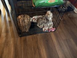 Lost Male Dog last seen Shiloh Baptist Church , Greensboro, NC 27406