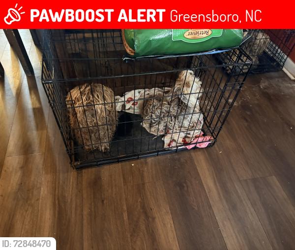 Lost Male Dog last seen Shiloh Baptist Church , Greensboro, NC 27406