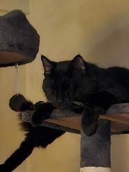 Lost Male Cat last seen Near State Ave KCK, Kansas City, KS 66102