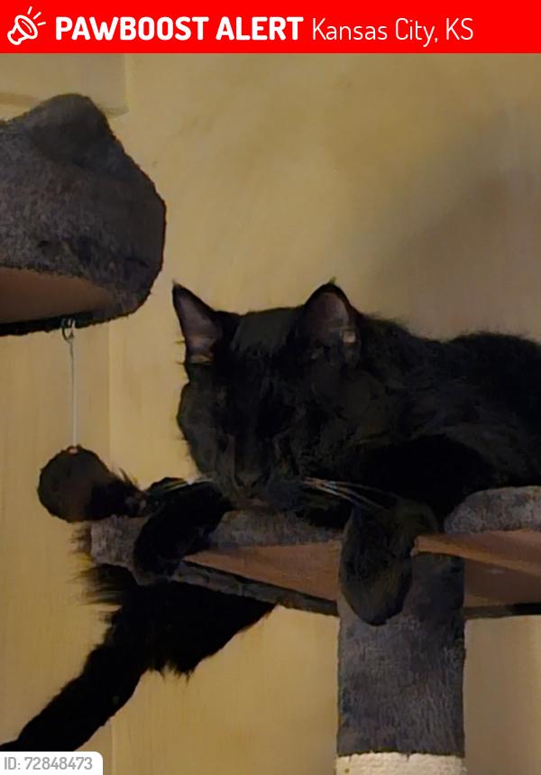 Lost Male Cat last seen Near State Ave KCK, Kansas City, KS 66102