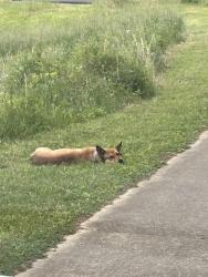 Found/Stray Unknown Dog last seen Wayside Rd. , Rome, GA 30161