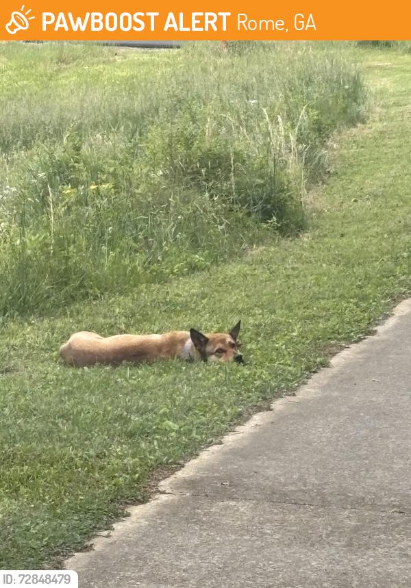 Found/Stray Unknown Dog last seen Wayside Rd. , Rome, GA 30161