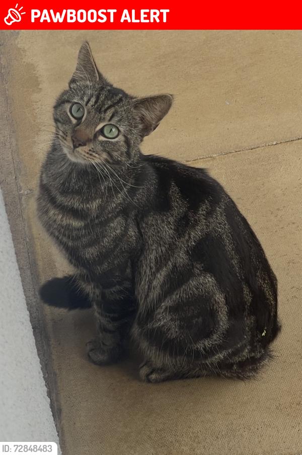 Lost Male Cat last seen police station, West Midlands, England B33