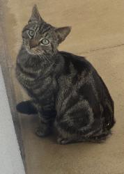Lost Male Cat last seen police station, West Midlands, England B33