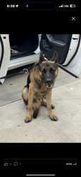 Found/Stray Male Dog last seen Paramount Chester st , Paramount, CA 90805