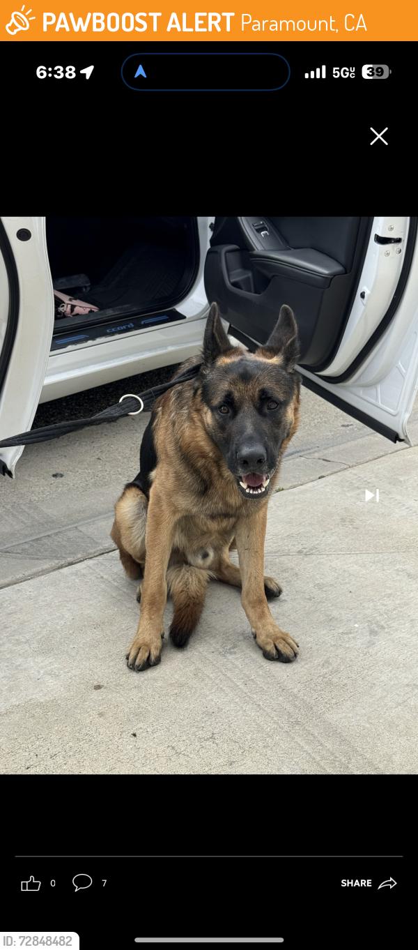 Found/Stray Male Dog last seen Paramount Chester st , Paramount, CA 90805
