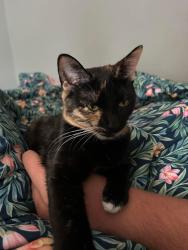 Lost Female Cat last seen Hwy 225 and hwy 286, Chatsworth, GA 30705