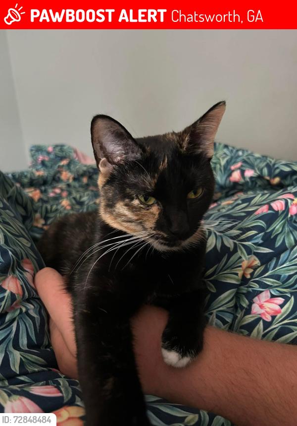 Lost Female Cat last seen Hwy 225 and hwy 286, Chatsworth, GA 30705