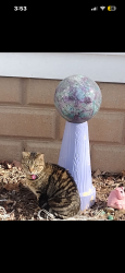Lost Female Cat last seen 9th street and South Norwood Ave, Green Bay, WI 54304