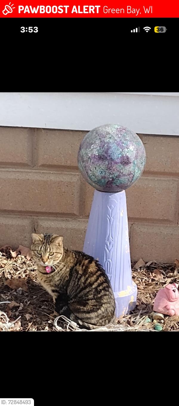 Lost Female Cat last seen 9th street and South Norwood Ave, Green Bay, WI 54304