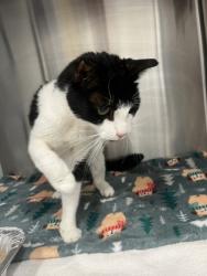 Shelter Stray Male Cat last seen Sandy Springs, GA 30350, Atlanta, GA 30336