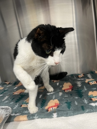 Shelter Stray Male Cat last seen Sandy Springs, GA 30350, Atlanta, GA 30336