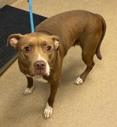 Shelter Stray Female Dog last seen Near Covington Drive Decatur, 30032, 30032, GA, Atlanta, GA 30341