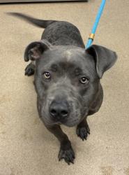 Shelter Stray Male Dog last seen Near EASTBRIAR DRIVE Lithonia, 30058, 30058, GA, Atlanta, GA 30341