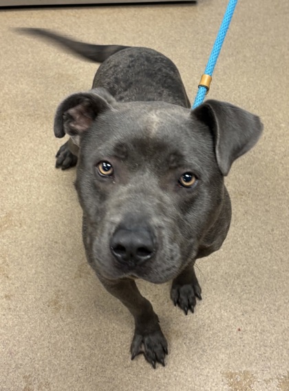 Shelter Stray Male Dog last seen Near EASTBRIAR DRIVE Lithonia, 30058, 30058, GA, Atlanta, GA 30341