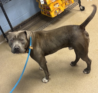 Shelter Stray Male Dog last seen Near La Mesa Lane Decatur, 30032, 30032, GA, Atlanta, GA 30341