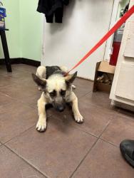 Shelter Stray Female Dog last seen Cleburne, TX 76031, Cleburne, TX 76033