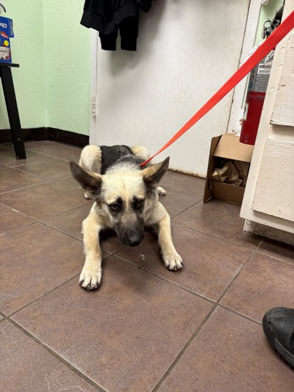 Shelter Stray Female Dog last seen Cleburne, TX 76031, Cleburne, TX 76033