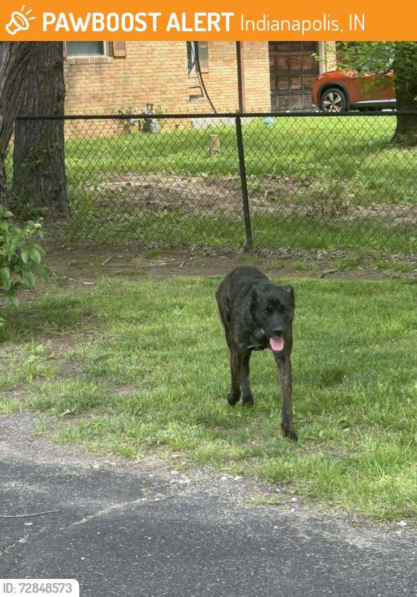 Found/Stray Unknown Dog last seen Terrytown Pkway, Indianapolis, IN 46254