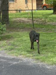 Found/Stray Unknown Dog last seen Terrytown Pkway, Indianapolis, IN 46254